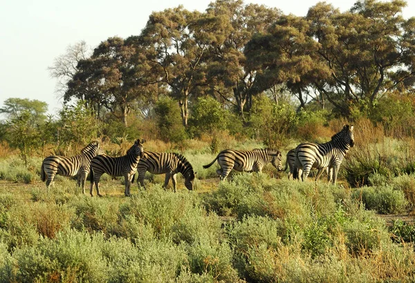Zebra Herd Wild Animals — Stock Photo, Image