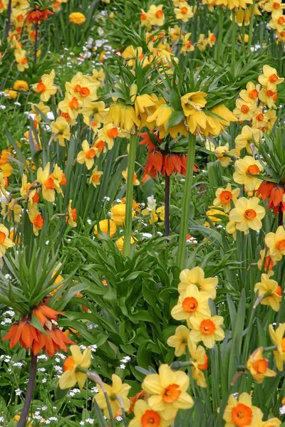 Beautiful Spring Flower Daffodil Narcissus — Stock Photo, Image