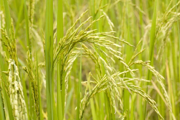 Reispflanzen Vor Der Ernte — Stockfoto
