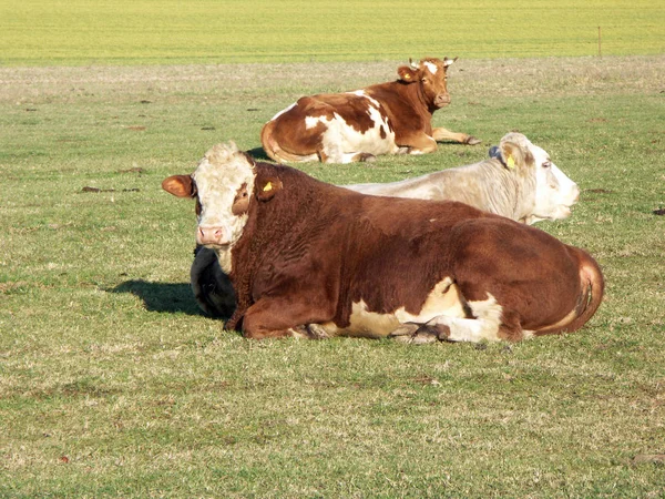 Aussichtsreicher Blick Auf Die Landwirtschaft Auf Dem Land — Stockfoto