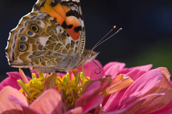 Nahaufnahme Von Wanzen Der Wilden Natur — Stockfoto