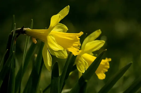 Квіти Нарцисів Квіткові Пелюстки — стокове фото