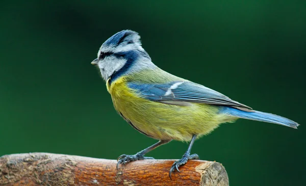 Γραφική Θέα Της Όμορφης Titmouse Πουλί — Φωτογραφία Αρχείου