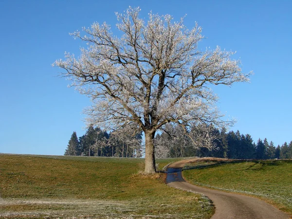 Bella Vista Del Paesaggio Naturale — Foto Stock