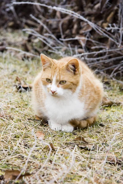 一只可爱的猫的肖像 — 图库照片