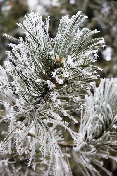 Perto Uma Árvore Coberta Neve — Fotografia de Stock