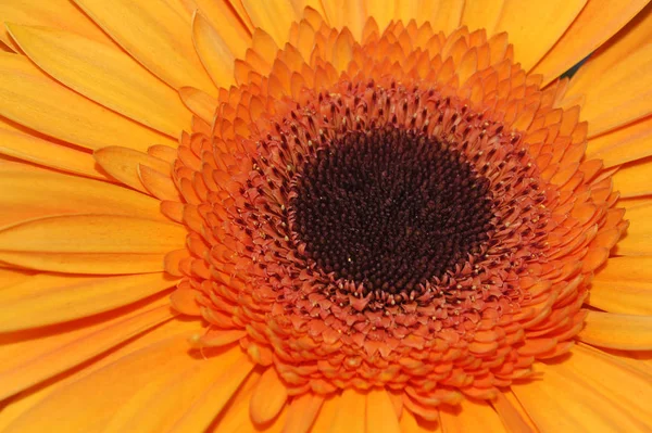 Słoneczny Kwiat Morelowe Róże — Zdjęcie stockowe