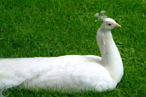 Cierre Peacock Blanco Parque — Foto de Stock