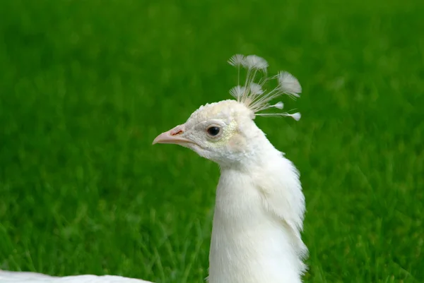 公園の白い孔雀のクローズアップ — ストック写真