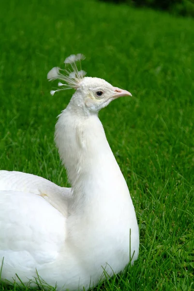 Primo Piano Pavone Bianco Nel Parco — Foto Stock