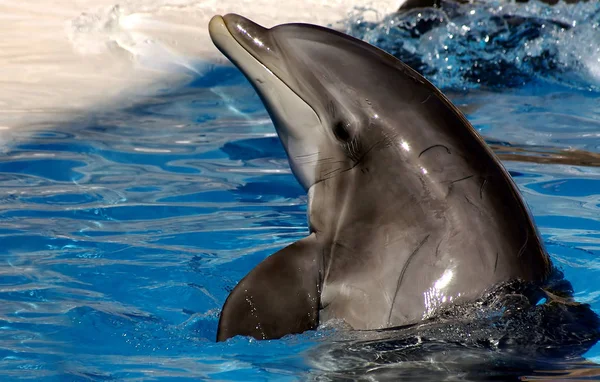 Año 2007 Delfines — Foto de Stock