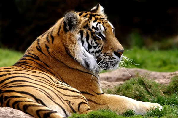 Porträt Eines Jungen Tigers — Stockfoto
