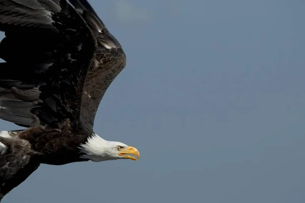 Allen Começo Bem Sucedido Uma Aterrissagem Macia Ano Novo — Fotografia de Stock