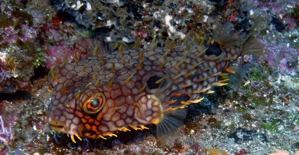 กไว ในซาบะ แคร บเบ Porcupinefish ความสามารถในการพองต วในกรณ นตรายและเป นไปได ในการต — ภาพถ่ายสต็อก