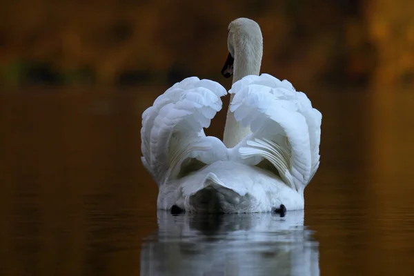 Vista Panorámica Los Cisnes Majestuosos Naturaleza — Foto de Stock