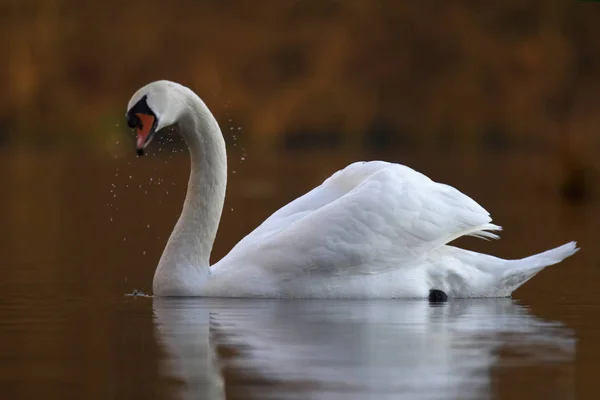 Vue Panoramique Sur Les Cygnes Majestueux Nature — Photo