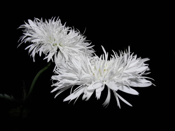 Vacker Utsikt Över Vackra Prästkragar Blommor — Stockfoto