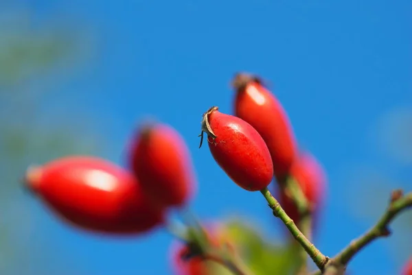 Rose Hips Red Berries — Stock Photo, Image