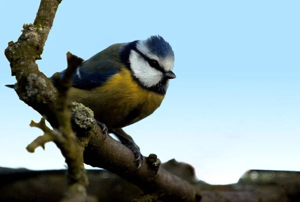 Vacker Utsikt Över Vackra Titmouse Fågel — Stockfoto