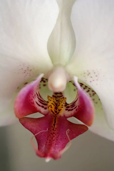 Schöne Orchideenblütenpflanze Flora Blütenblätter — Stockfoto
