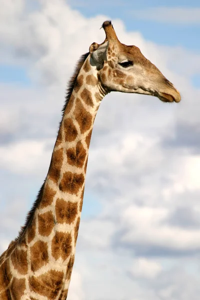自然界中高大的棕色长颈鹿动物 植物和动物 — 图库照片