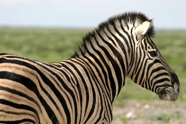 Afrikansk Svart Och Vit Zebra Djur — Stockfoto