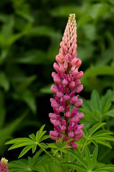 Güzel Lupin Çiçeğinin Manzarası — Stok fotoğraf