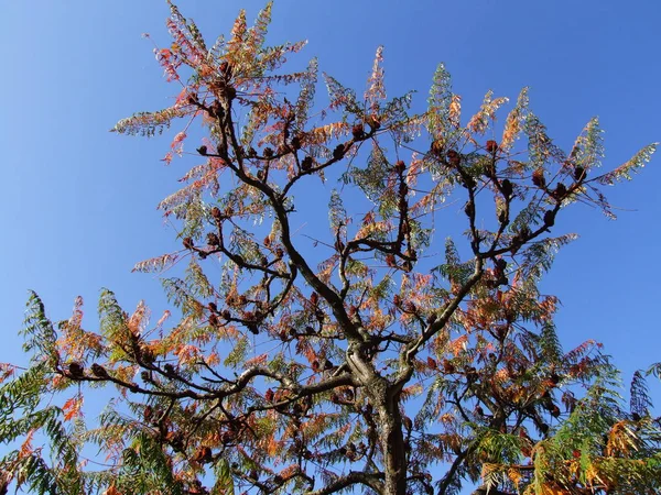 Vinagre Otoño — Foto de Stock