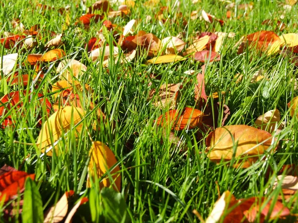 Leaves Grass — Stock Photo, Image