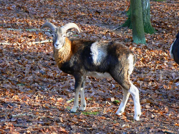 Mouflon Ovis Musimon Gmelini Mouflon Caçador Informalmente Conhecido Pouco Muffle — Fotografia de Stock