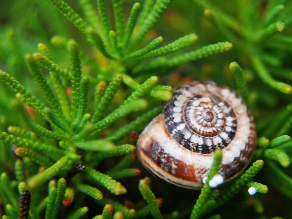 Snail Shelled Gastropod Animal — Stock Photo, Image