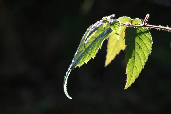 Φύλλα Βατόμουρου Στο Πίσω Φως — Φωτογραφία Αρχείου