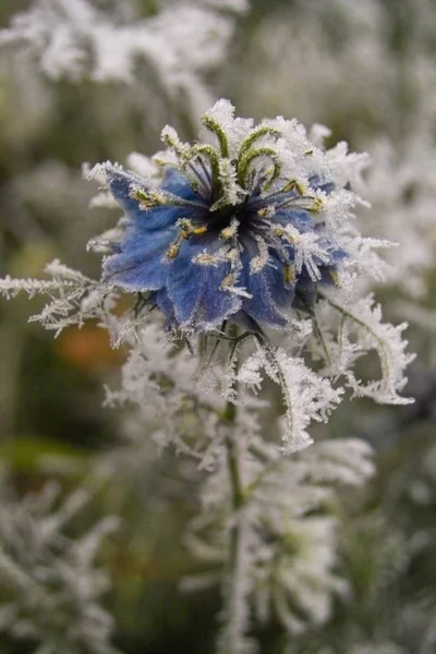 Vue Une Scène Hivernale — Photo