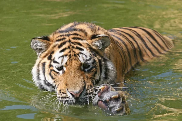 Vadon Élő Tigris Macska Ragadozó — Stock Fotó