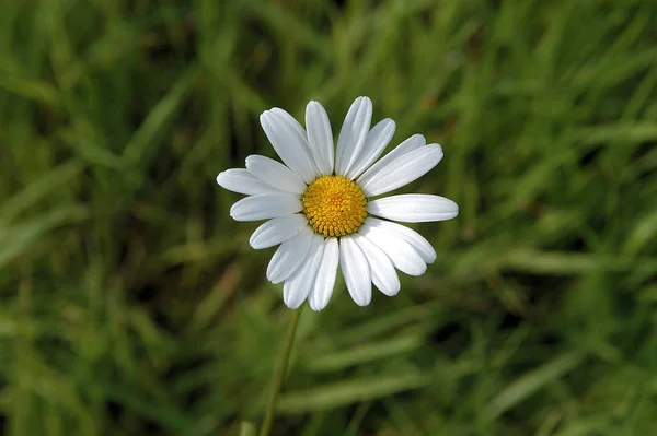 Belles Fleurs Fleurs Fond Nature — Photo