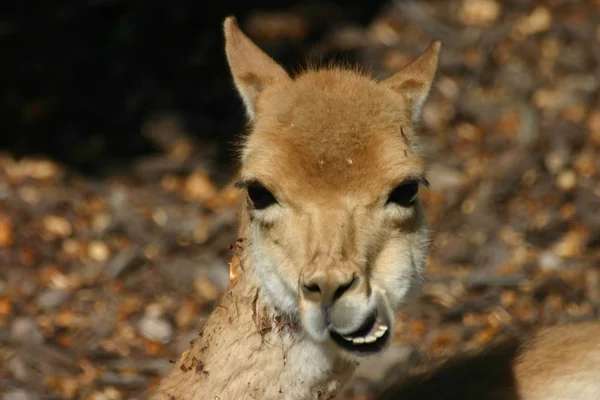 南アフリカのクルーガー国立公園にあるプーマは — ストック写真