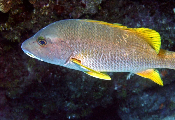 Recorded Saba Caribbean Medium Large Fish Large Scales Teeth Feed — Stock Photo, Image