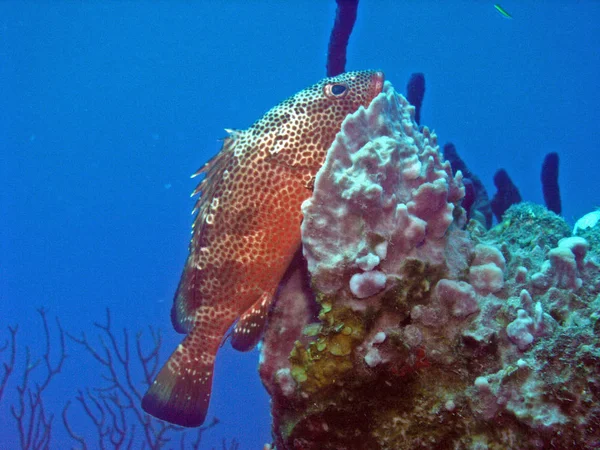 Recorded Saba Caribbean Family Groupers Small Only 5Cm Small Specimens — Stock Photo, Image