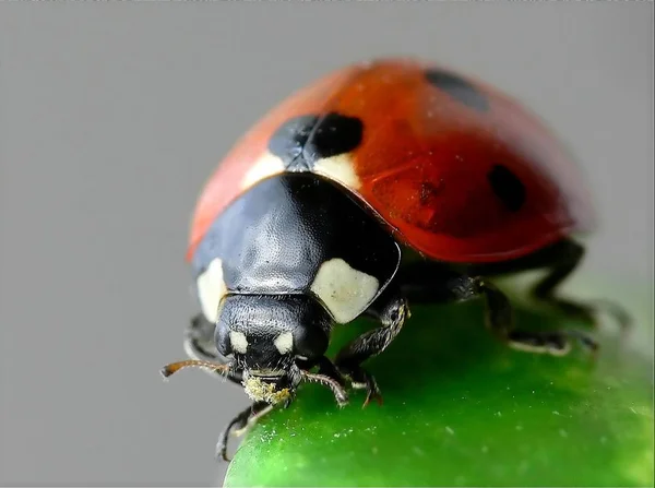 Visão Close Pequeno Inseto Ladybird — Fotografia de Stock