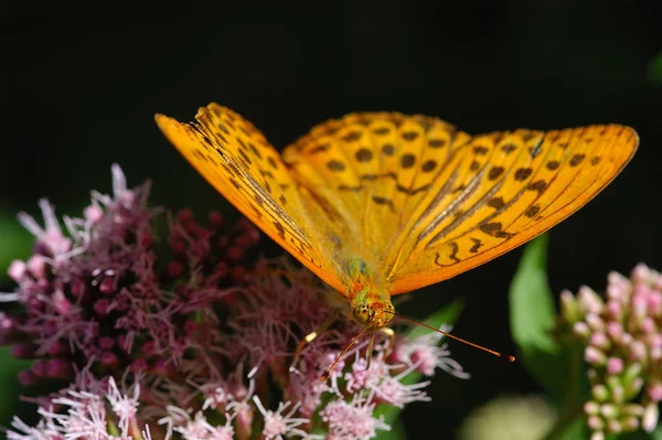 Vue Rapprochée Beau Papillon Coloré — Photo