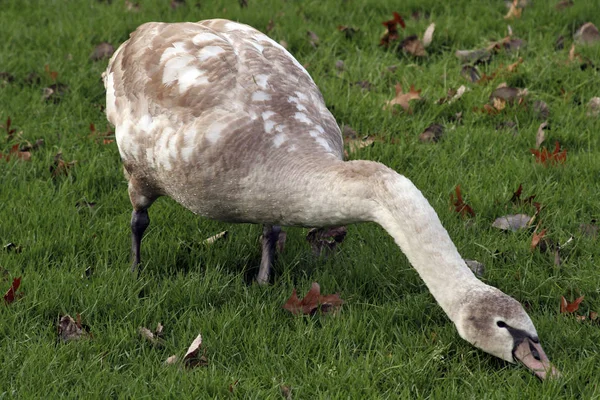 Jonge Dieren Selectieve Focus — Stockfoto