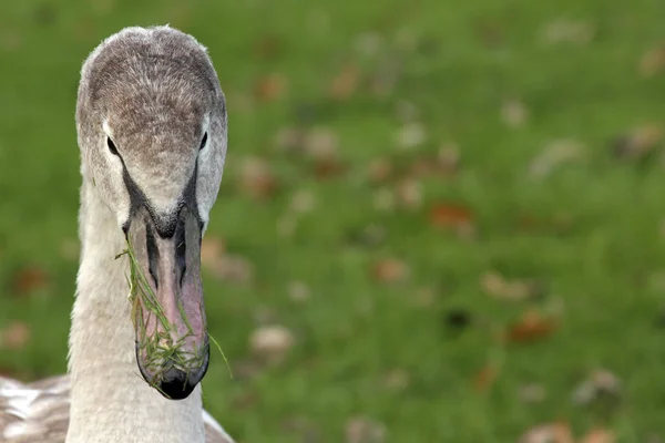 Mladá Zvířata Selektivní Zaměření — Stock fotografie