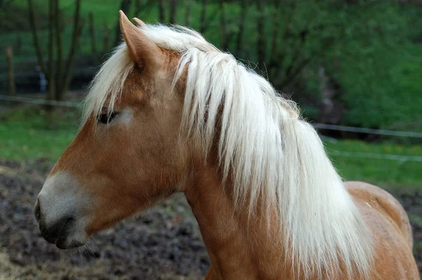 昼間は屋外の馬 — ストック写真