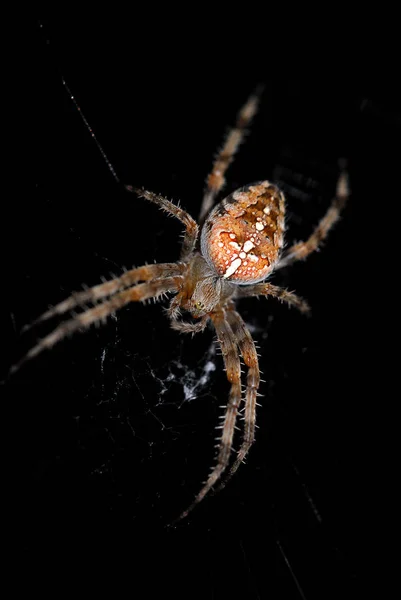 Spindeldjur Skrämmande Insekt — Stockfoto
