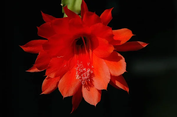 Cactus Blossom Flower Bloom Cactus Plant — Stock Photo, Image
