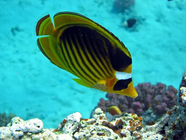 Aufnahem Rudého Moře Marsa Alam — Stock fotografie