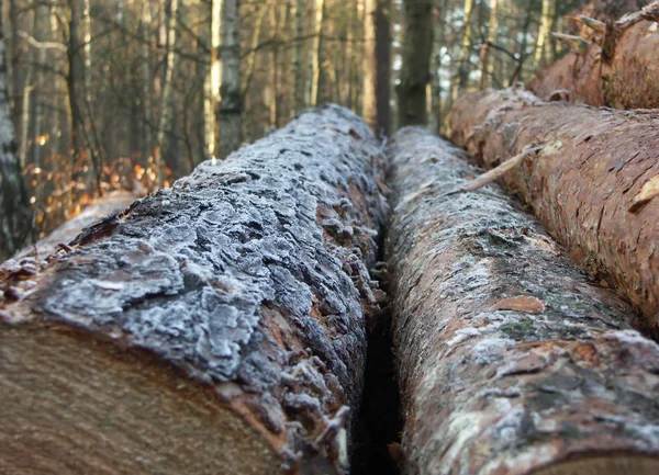 Brennholz Baumstamm — Stockfoto
