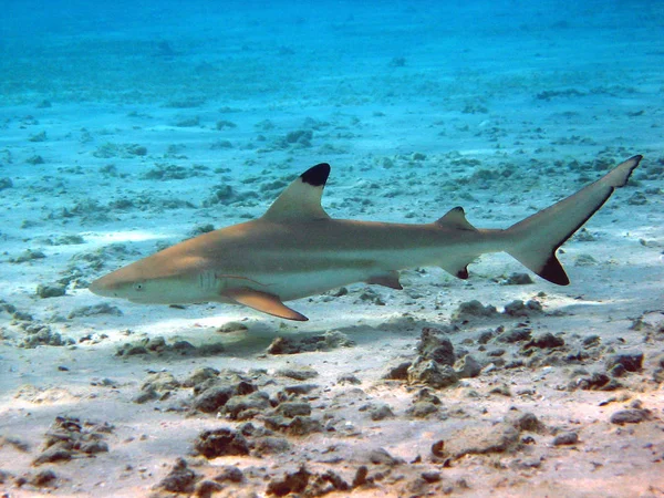 Surgió Grabando Mar Rojo Marsa Alam — Foto de Stock