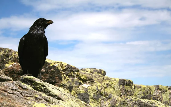 in norse mythology the raven symbolizes the wisdom,the god odin had two ravens hugin and always munin with him,sitting on his shoulders and told him what was going on in the world in front of him. king arthur is in a raven v