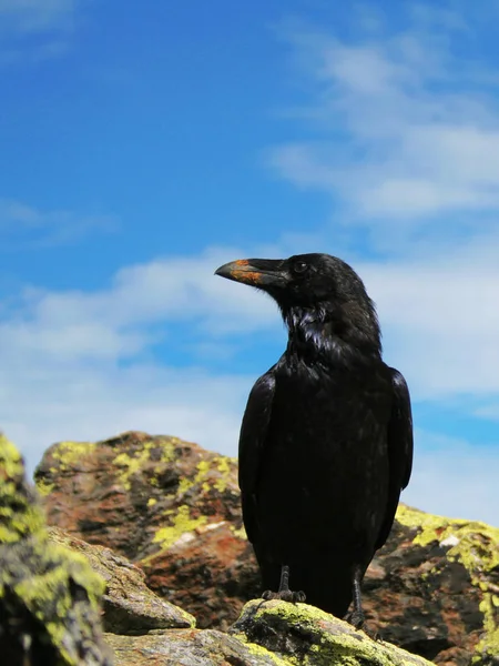 in norse mythology,the raven symbolizes wisdom,had the god odin always the two ravens hugin and munin with him,sitting on his shoulders and told him what was going on in the world itself. king arthur is in a ravens v